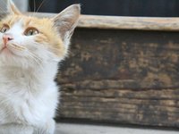 cat_kitty_animal_calm_5.jpg