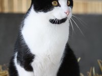 cat_kitty_feline_fur.jpg