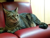 cat_lay_sat_pet.jpg