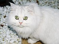 cat_leipzig_white_predator.jpg