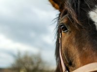 horse-half-portrait.jpg