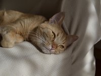 cat_look_animals_560601.jpg