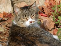 cat_look_disdain_feline.jpg