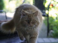cat_mammal_animal_eyes.jpg