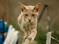 cat_mieze_kitten_breed_3.jpg
