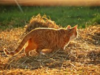cat_mieze_kitten_mackerel_8.jpg