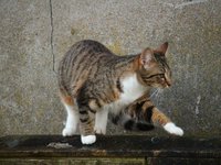cat_mieze_mackerel_kitten_0.jpg