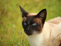 cat_mieze_siamese_cat_6.jpg