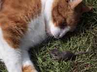 cat_mouse_image_hunting.jpg