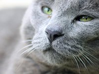 cat_nose_mouth_whiskers.jpg