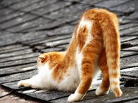 cat_on_housetop_roof.jpg