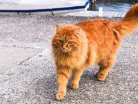 cat_orange_animal_cute.jpg