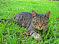 cat_pet_animal_889159.jpg