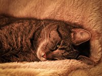 cat_pet_animal_adidas_1.jpg