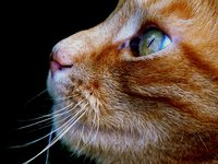 cat_pet_animal_domestic_1.jpg