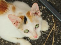 cat_pet_animal_kitten_6.jpg