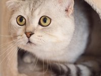 cat_pet_animal_white_0.jpg