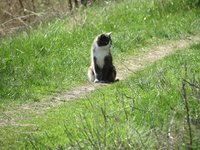 cat_pet_animals_cute.jpg