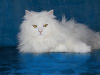 cat_pet_assembly_rest.jpg