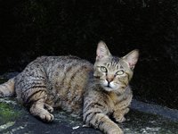 cat_pet_cuteness_xie.jpg