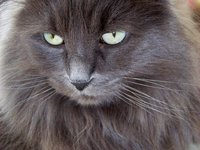 cat_pet_domestic_kitten.jpg