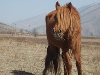 horse-mongolia1.jpg