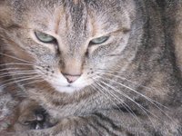 cat_pet_feline_kitty_0.jpg