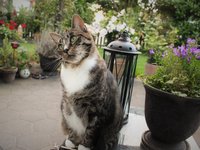 cat_pet_garden_park.jpg