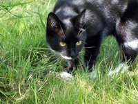 cat_pet_mieze_hunting.jpg