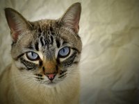 cat_pet_romeo_look.jpg