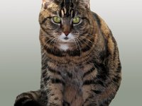 cat_pets_livestock_model_0.jpg