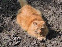 cat_play_red_cat.jpg
