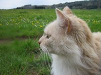 cat_portrait_cat_face_3.jpg