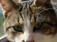cat_portrait_cute_cat_0.jpg