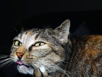 cat_portrait_head_animal_1.jpg