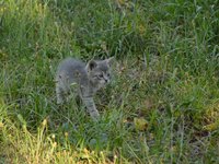 cat_puppy_gray_curious.jpg