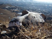 horse-skull-mongolia.jpg