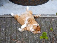 cat_pussy_nap_on.jpg