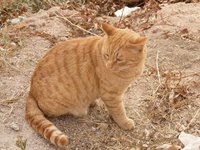 cat_red_animal_pet.jpg