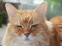 cat_red_red_tabby.jpg