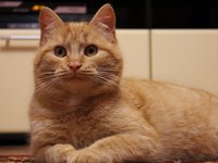 cat_redhead_basia_456481.jpg