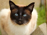 cat_siamese_cat_play_0.jpg