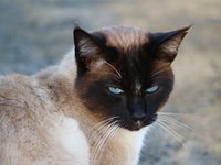 cat_siamese_cat_siamese_4.jpg