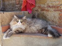 cat_siberian_cat_feline.jpg