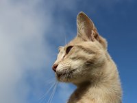 cat_sky_cat_face.jpg