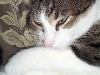 cat_sleeping_bed_animal.jpg