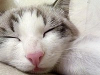 cat_sleeping_cat_pets.jpg
