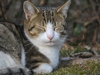 cat_sleeping_pet_lazing.jpg