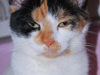 cat_sleepy_animal_red.jpg