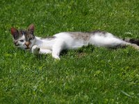 cat_strakat_c3_a1_1.jpg